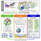 Conceptual Watershed Model Diagram